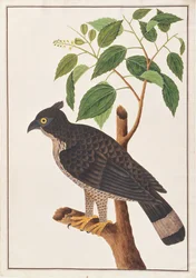 Blyths Habichtsadler, aus Zeichnungen von Vögeln aus Malakka, ca. 1805-18